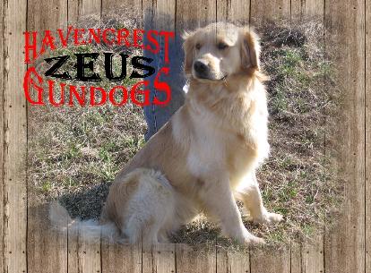 Zeus