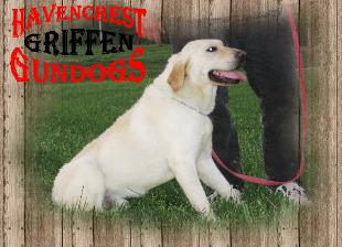 Labrador Retriever Griffen