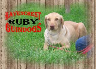 Labrador Retriever Ruby